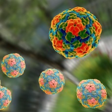 virus-hepatitis-a-galeno-virtual