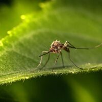 mosquito-fiebre-amarilla