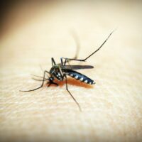 Aedes-aegypti-2